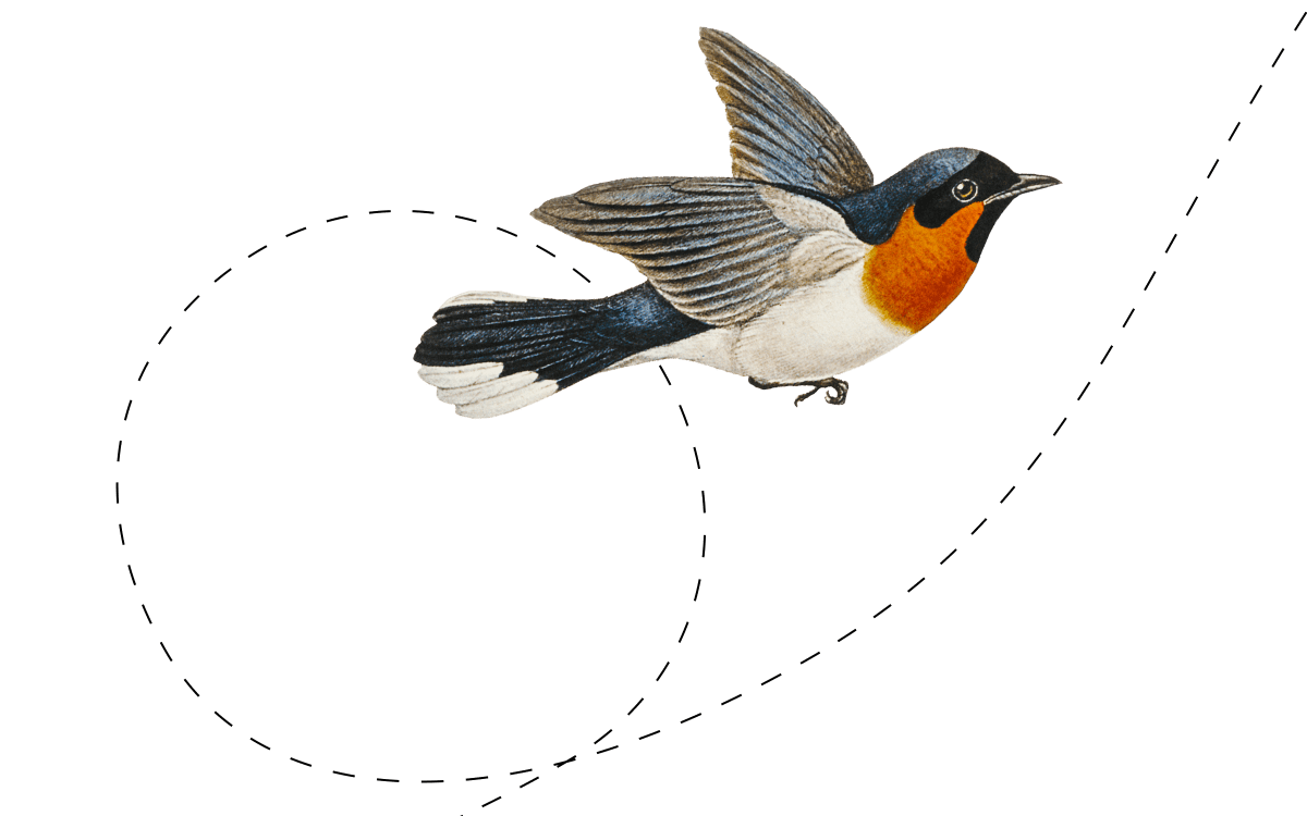 The Hermit Thrush’s Same Old&nbsp;Song